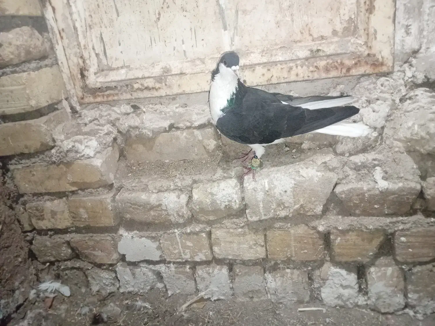 خوشرنگ سیاه نر|پرنده|قزوین, |دیوار