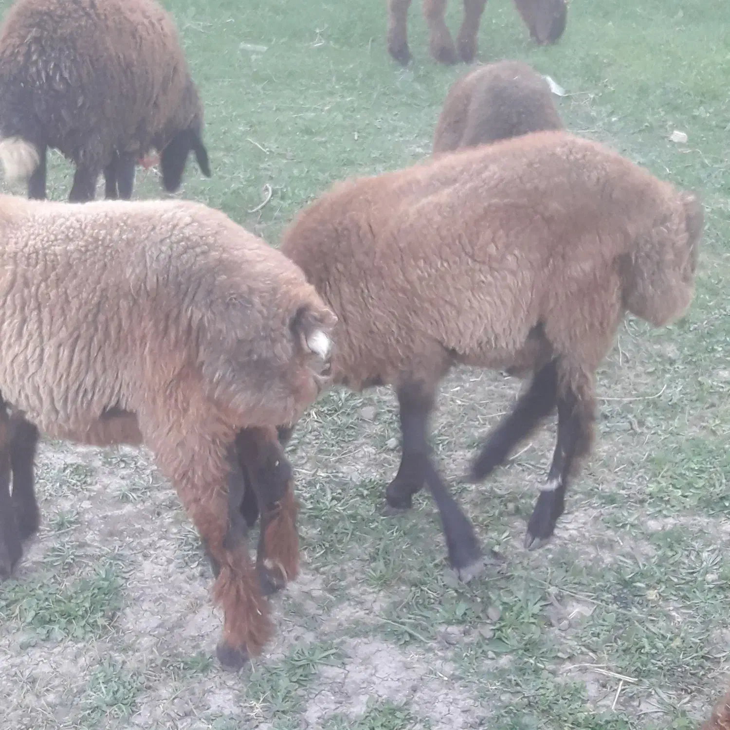 دو عدد بره نروماده|حیوانات مزرعه|فاضل آباد, |دیوار