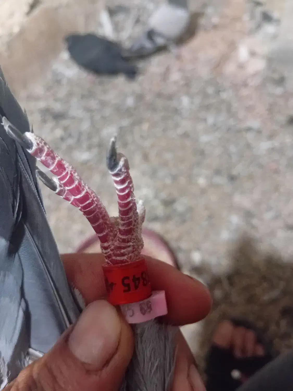 پلاکی نر پلاک ترکیه|پرنده|میاندوآب, |دیوار