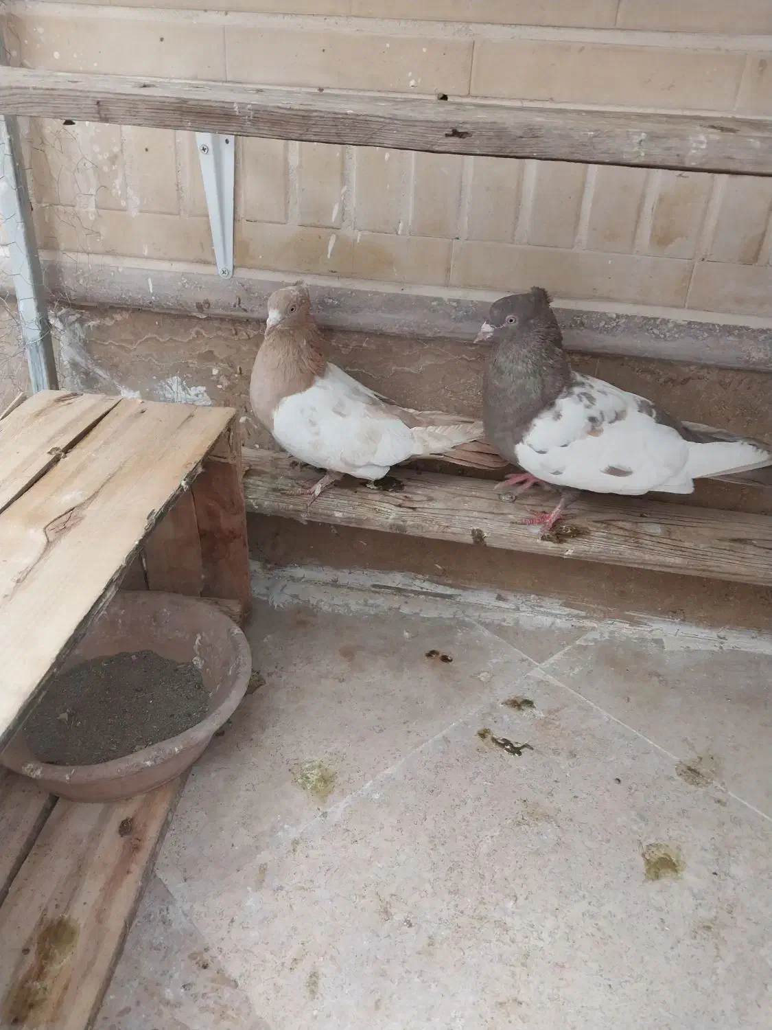 فروش یه جفت نروماده سینه ای|پرنده|قم, دانشگاه قم|دیوار