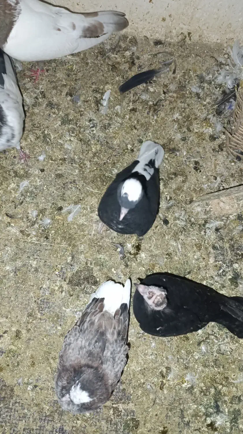 کبوتر|پرنده|رباطکریم, رباطکریم|دیوار