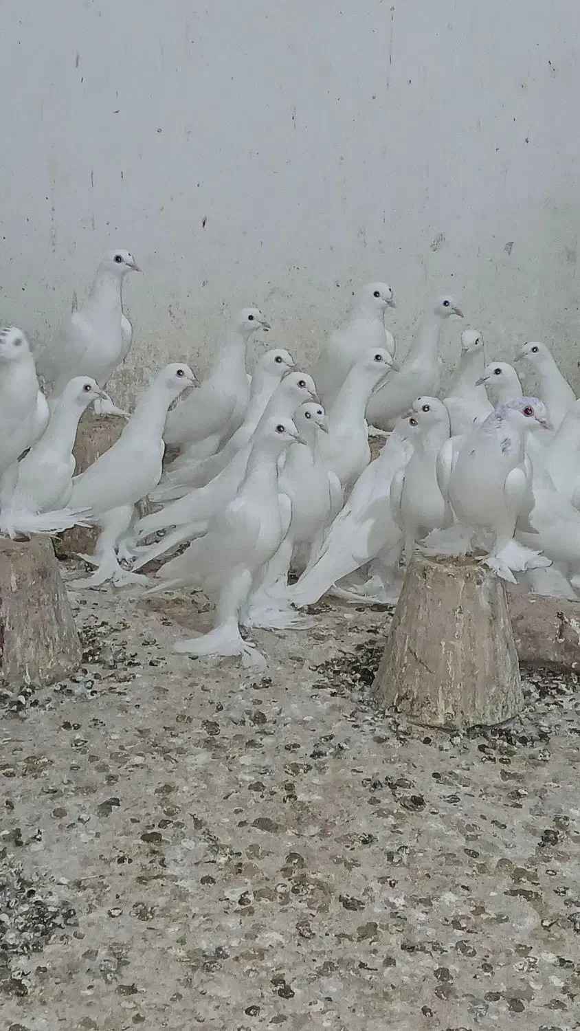 کبوتر اوجاپاچا . پارپارلی . لوتی قرمز گوز|پرنده|سهند, |دیوار