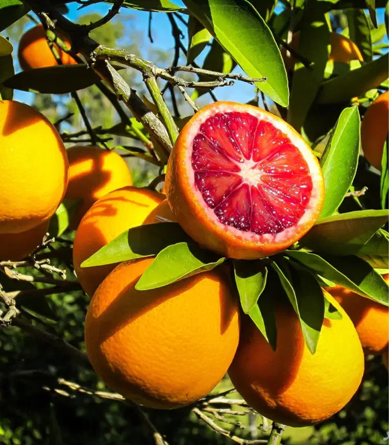 آب برق گاز سر زمین / ۱۷۰ متر شخصی/ دور دیوار|فروش زمین و ملک کلنگی|بابل, |دیوار