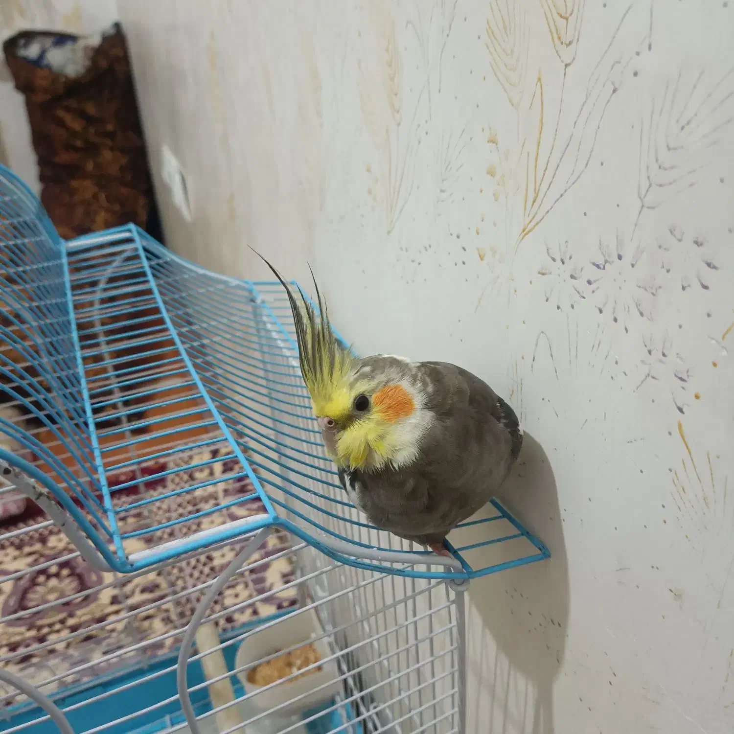 عروس هلندی گمشده در دهخدا کههنه قبرستان|پرنده|زنجان, |دیوار