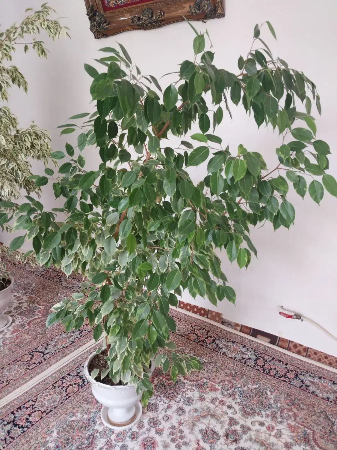 گل‌ فروش|گل و گیاه طبیعی|اسکو, |دیوار