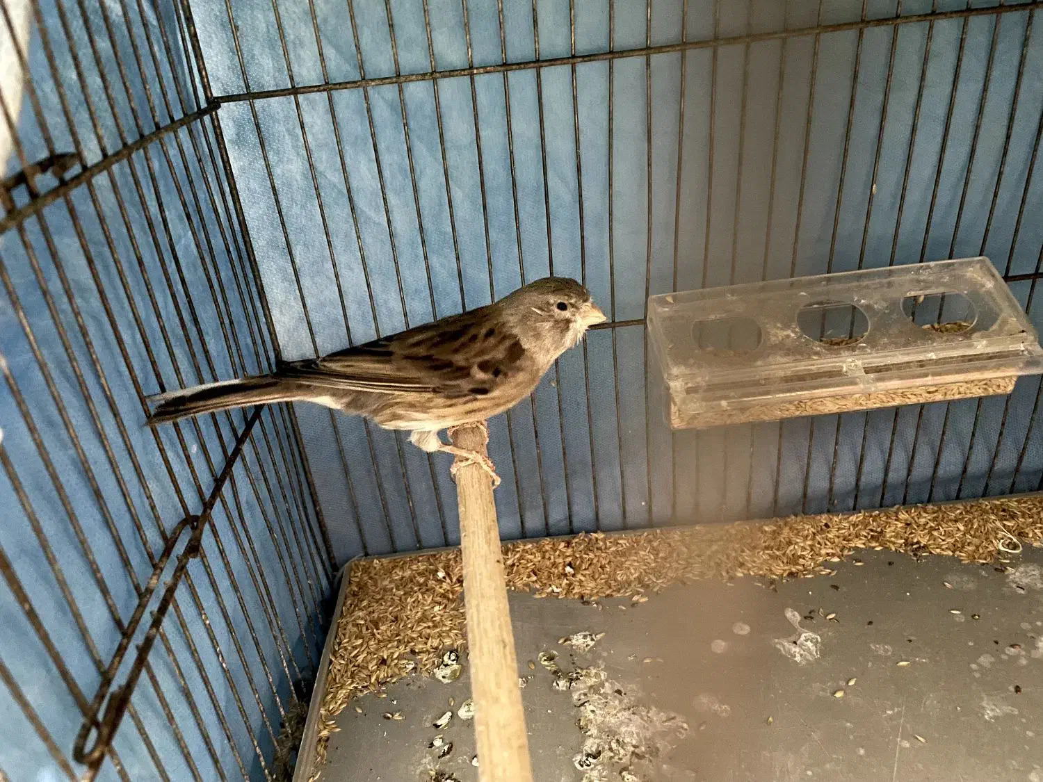 قناری و سهره|پرنده|هشتگرد, شهرک راه آهن|دیوار