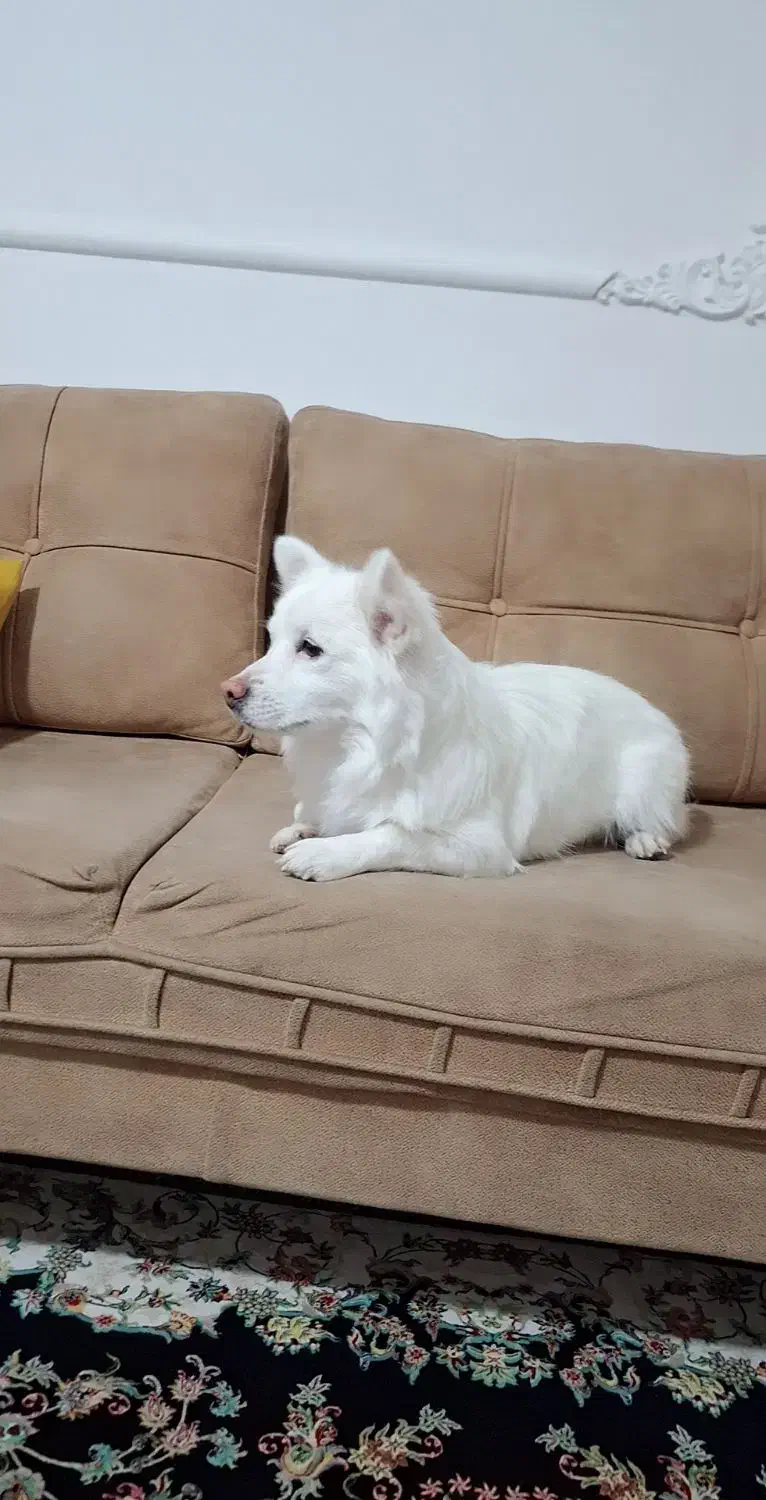 سگ پامر به قیمت|سگ|کرمانشاه, |دیوار