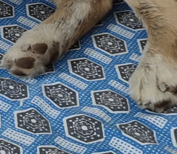 سگ پیدا شده|حیوانات|اصفهان, شمس آباد|دیوار