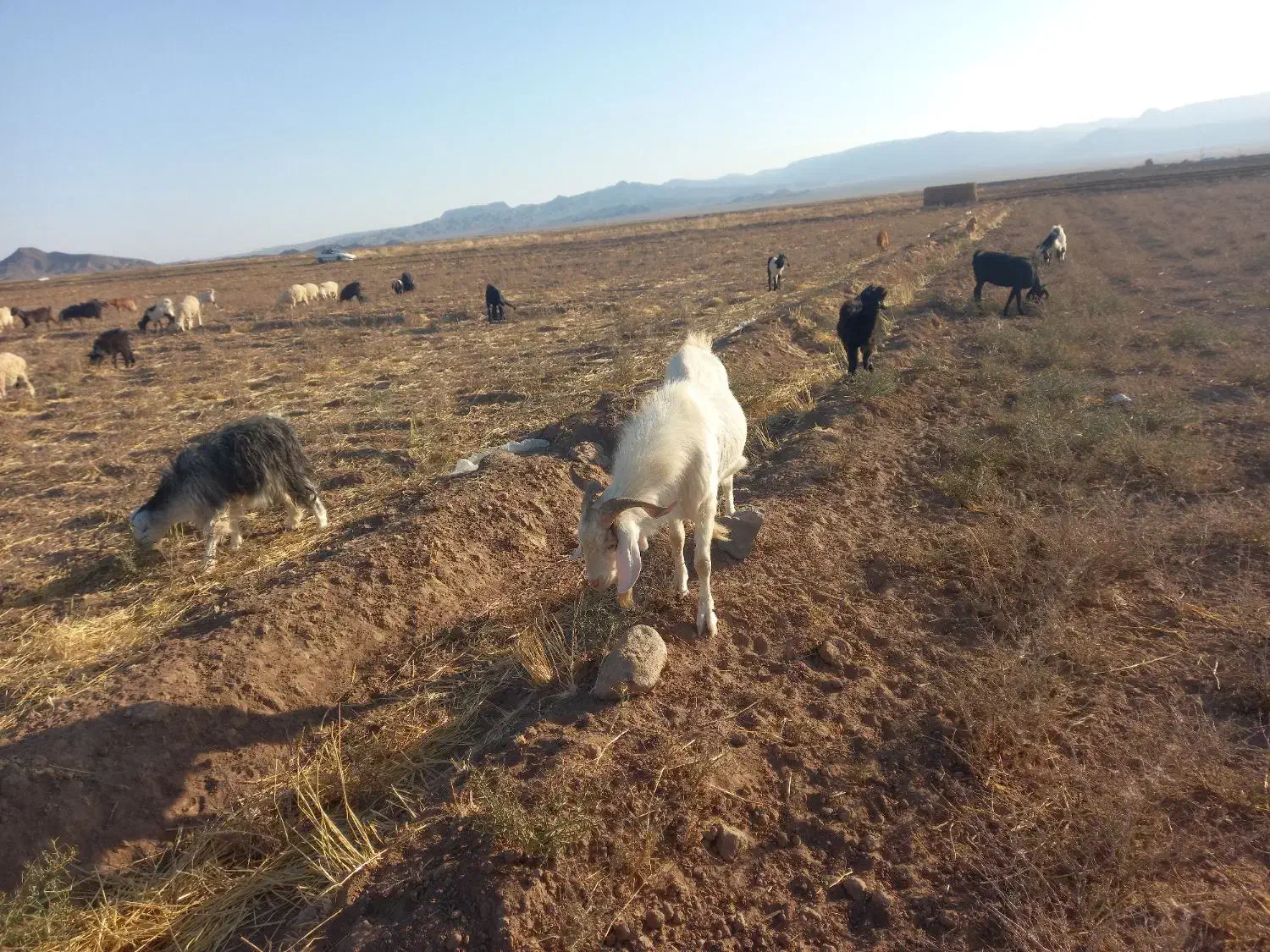 تکه سانن|حیوانات مزرعه|نهبندان, |دیوار