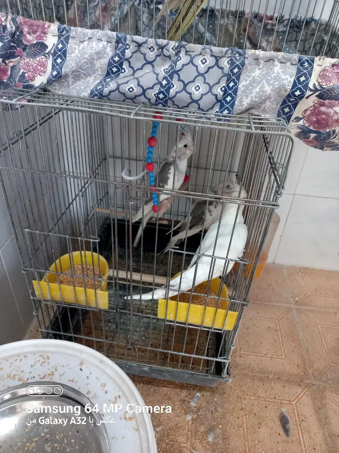 عروس هلندی از یک روز تا بالق|پرنده|نورآباد, |دیوار