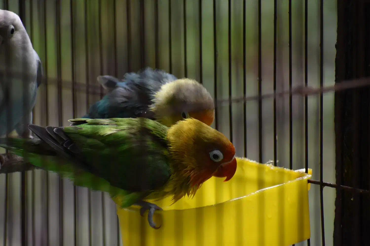 طوطی برزیلی|پرنده|ری, صفاییه (چشمه علی)|دیوار