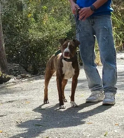 واگذاری پیتبول ماده ۱۱ ماهه|سگ|هشتگرد, تهران دشت|دیوار