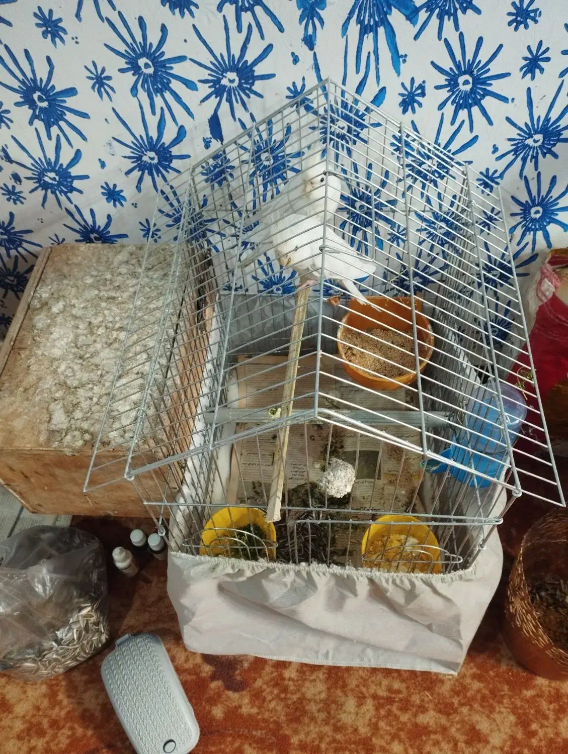 جفت عروس آلبینو. با جوجه|پرنده|میناب, |دیوار