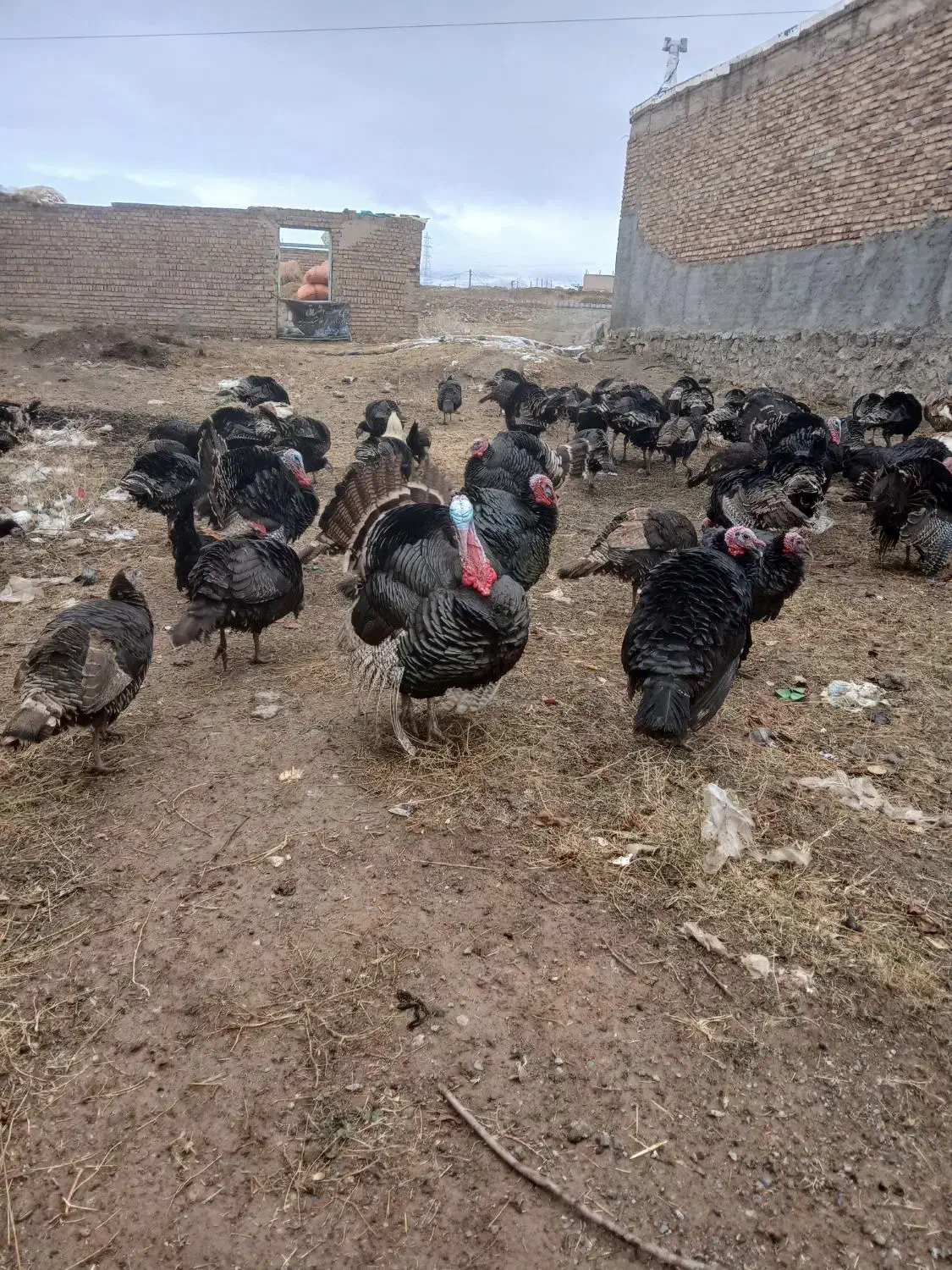 بوقلمون طبیعی|حیوانات مزرعه|اهر, |دیوار