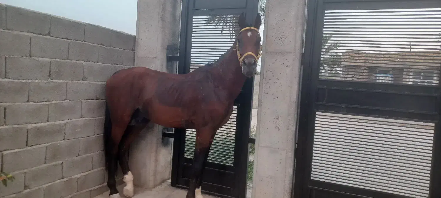 اسب دره شور نریون|اسب و تجهیزات اسبسواری|فورگ, |دیوار