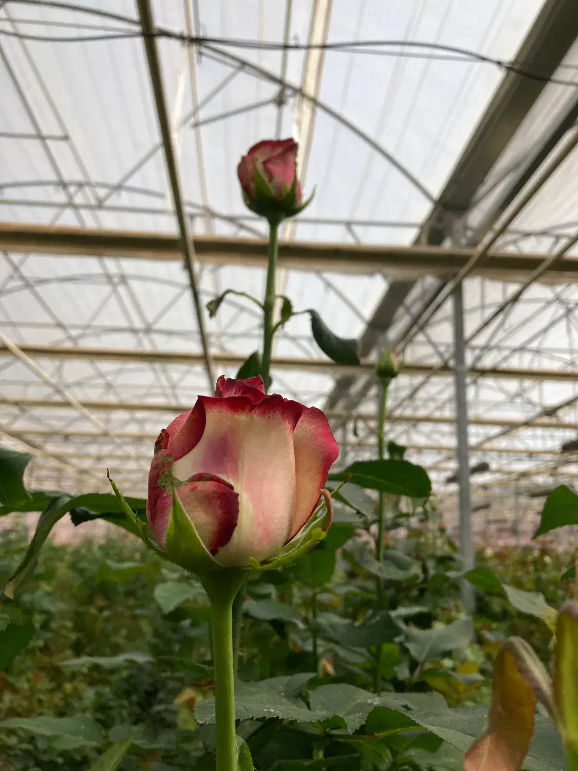 نیروی کار|استخدام صنعتی، فنی، مهندسی|نجف‌آباد, حومه نجف آباد|دیوار