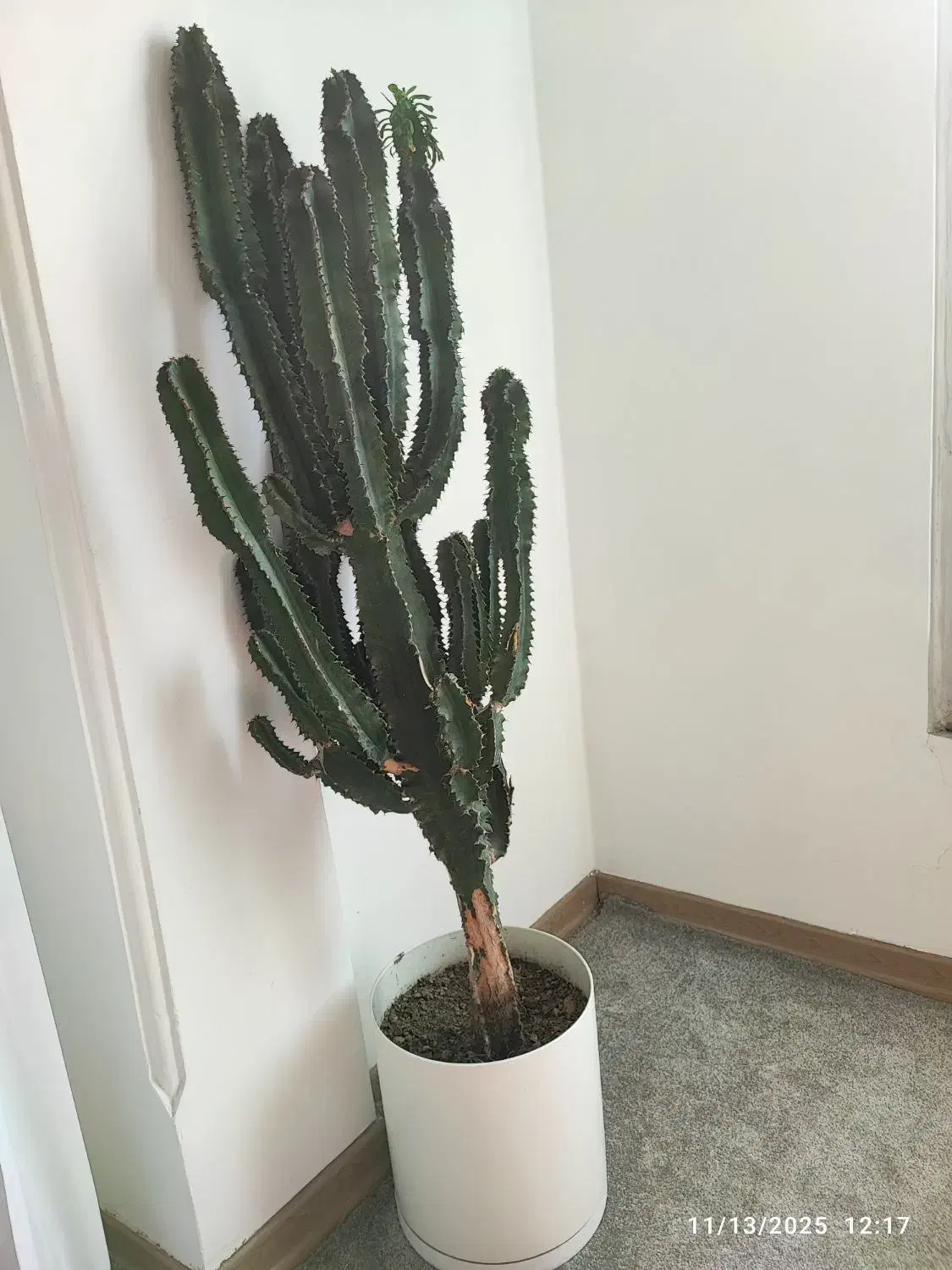 کاکتوس افوربیا|گل و گیاه طبیعی|لاهیجان, کوی خزر|دیوار