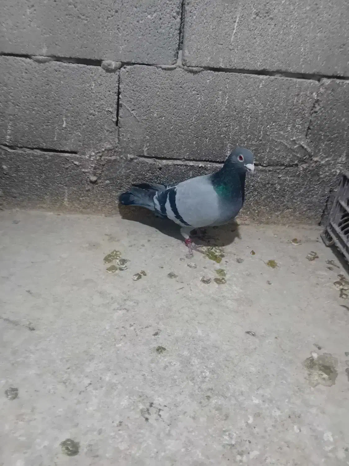 کبوتر مسافتی|پرنده|خسروشاه, |دیوار