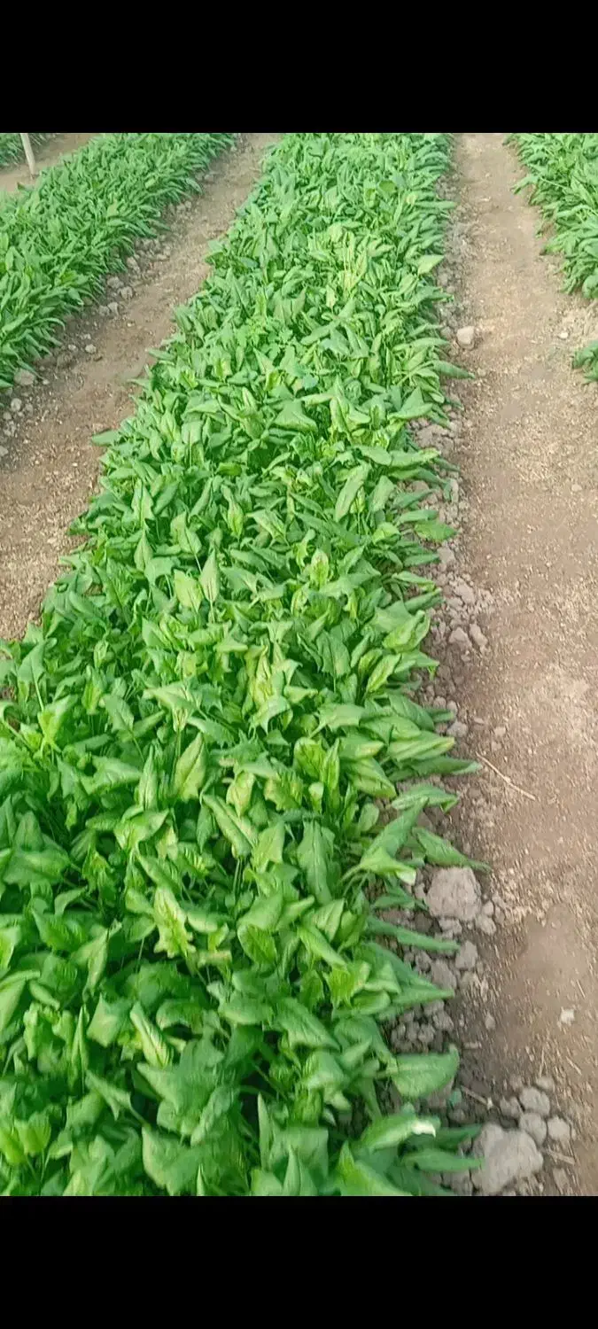 فروش ویژه اسفناج و ترپ|خوردنی و آشامیدنی|خوی, |دیوار