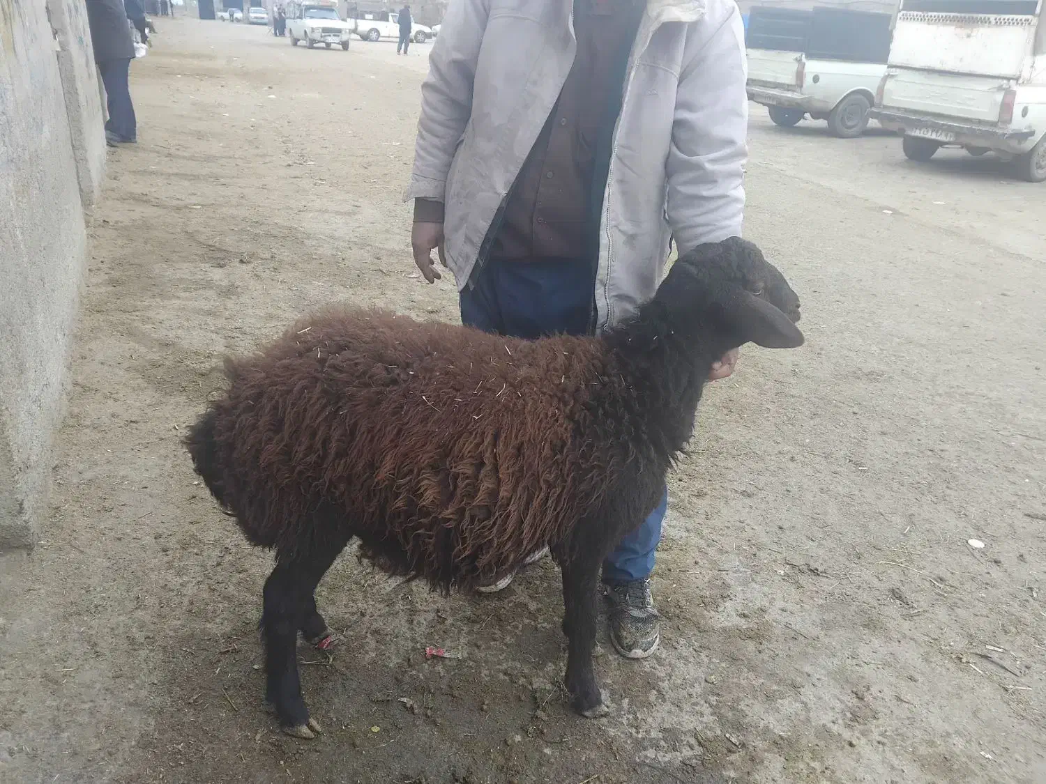 گوسفند|حیوانات مزرعه|خرمدره, |دیوار