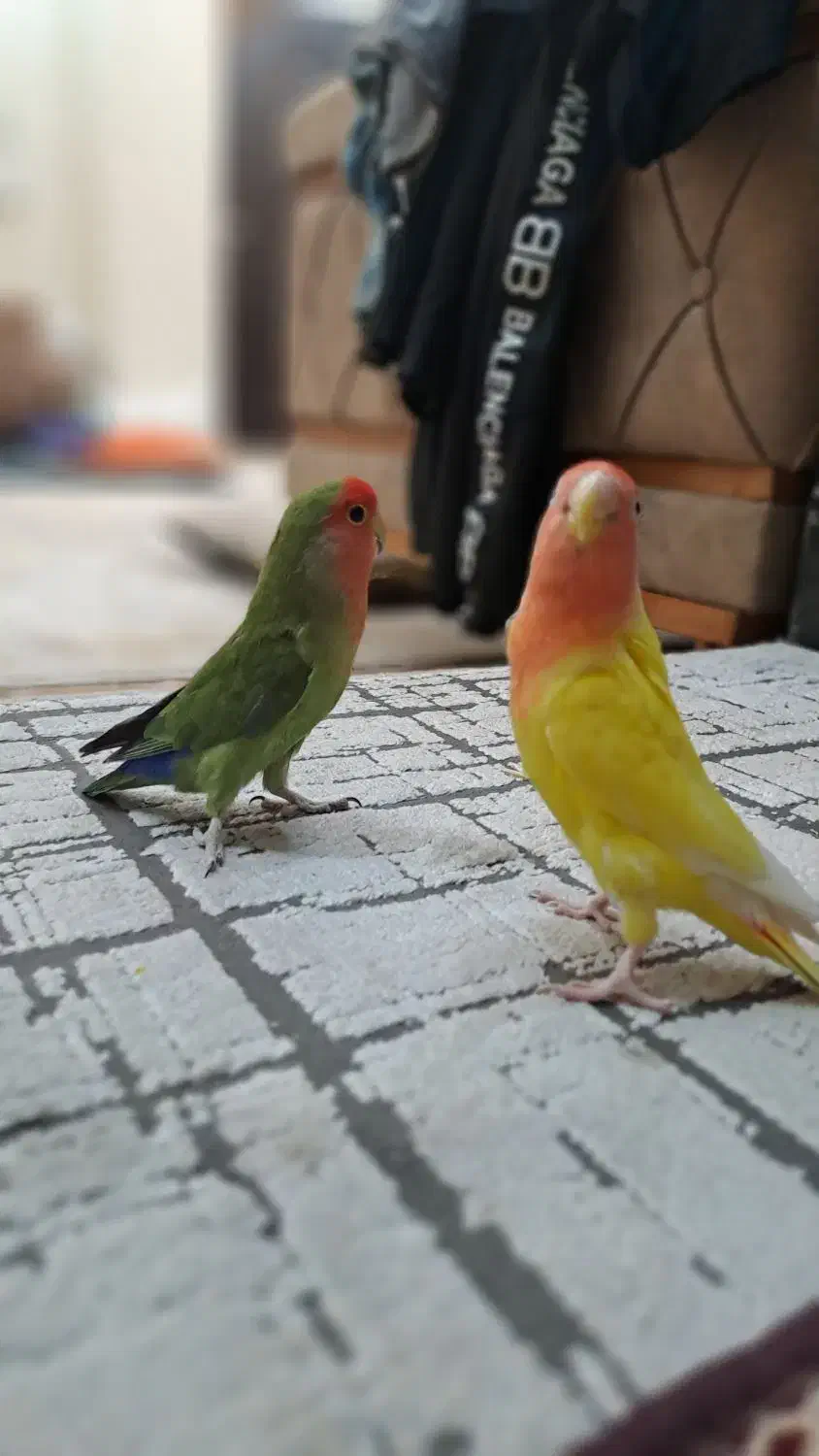 طوطی برزیلی|پرنده|الوند, |دیوار