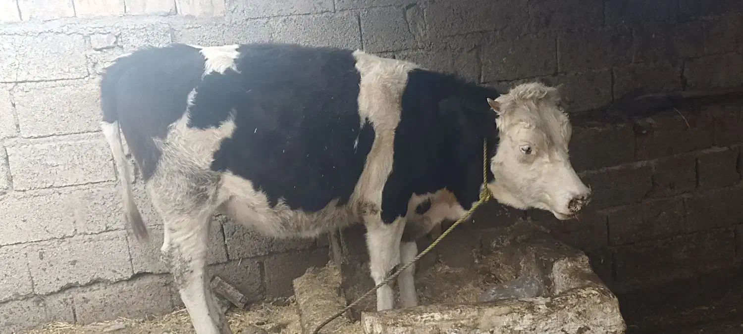 گوساله|حیوانات مزرعه|رامیان, |دیوار