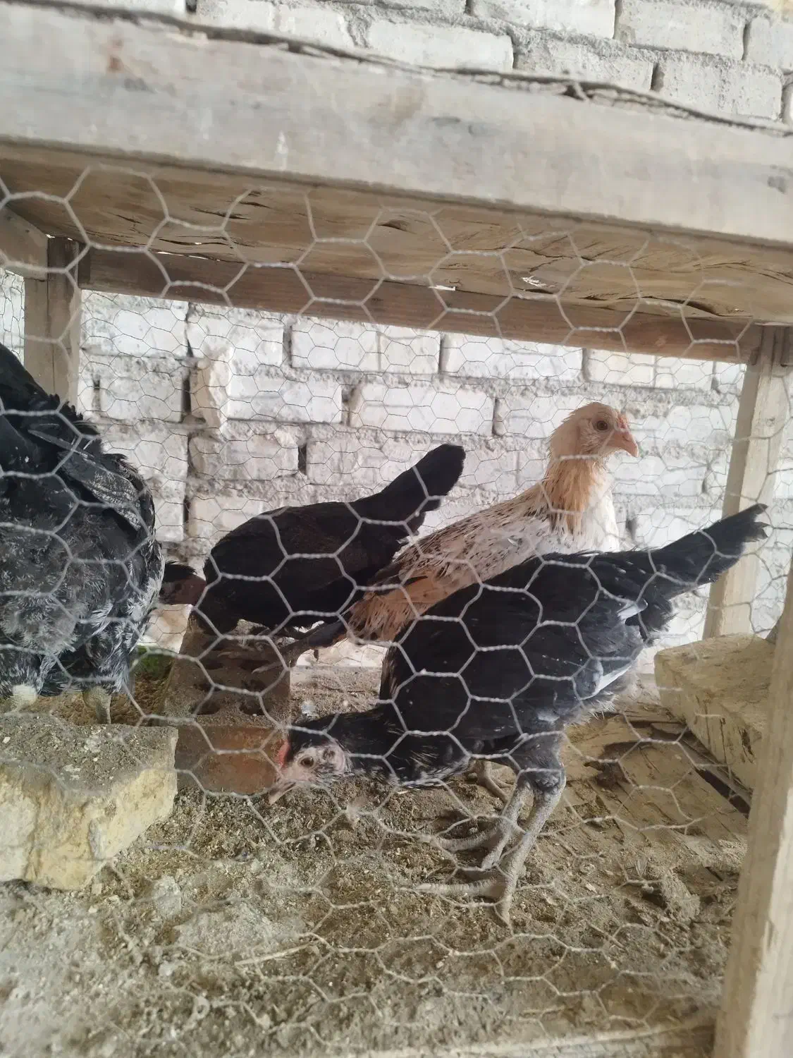 تلویزیون گلین اصل  مر.غ گ.لین|تلویزیون و پروژکتور|یزد, |دیوار