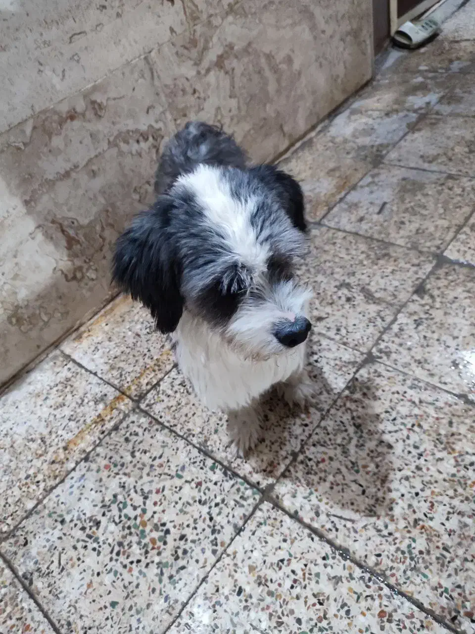 سگگ|سگ|خرم‌آباد, |دیوار