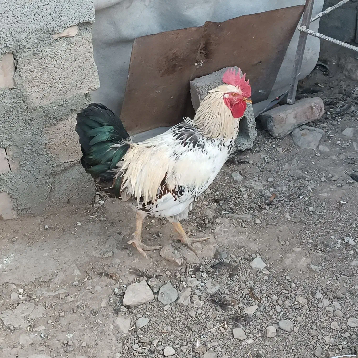 خروس محلی|حیوانات مزرعه|اشنویه, |دیوار