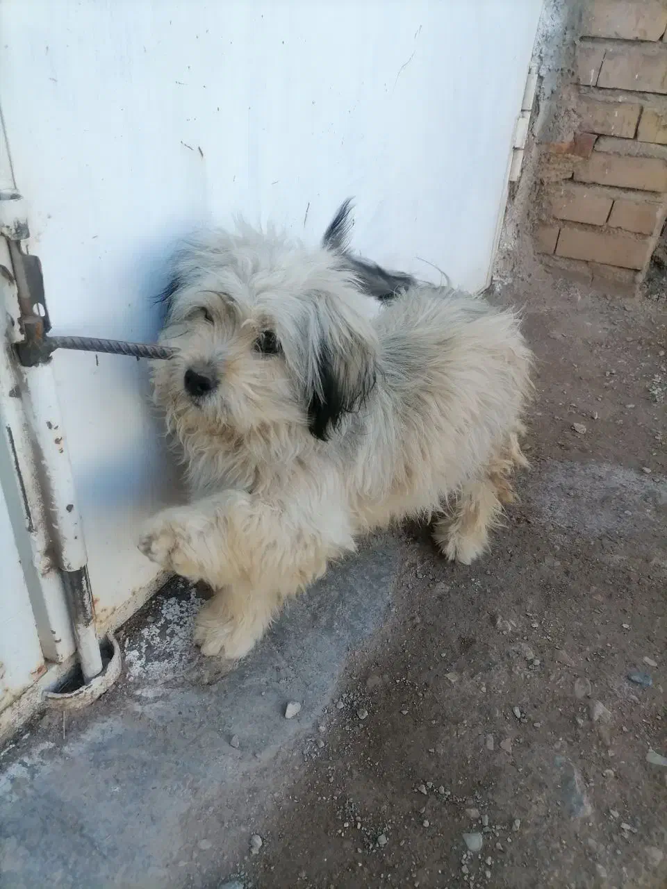 سگ شیتزو|سگ|زرند, |دیوار