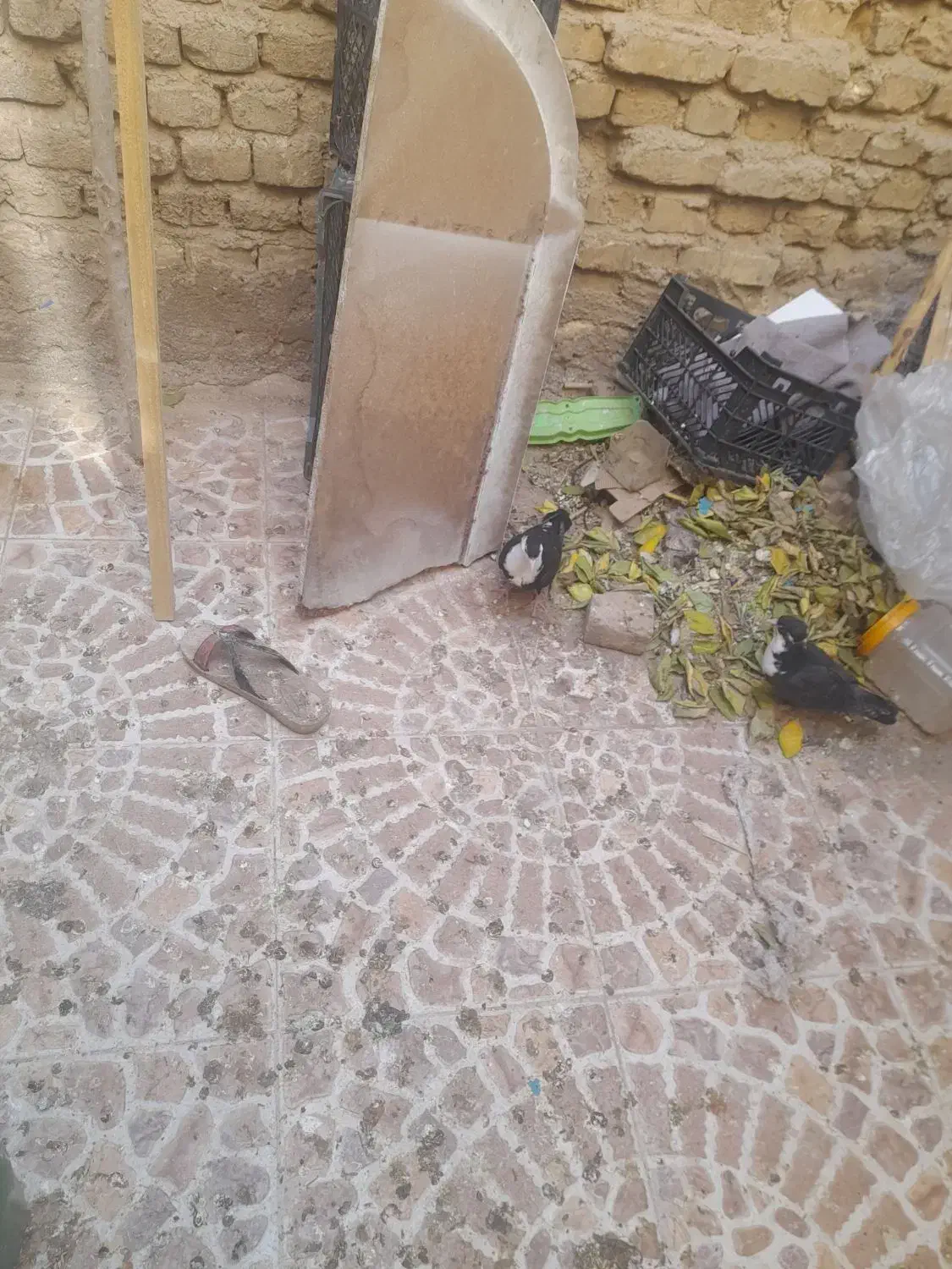 کبوتر|پرنده|یزد, |دیوار