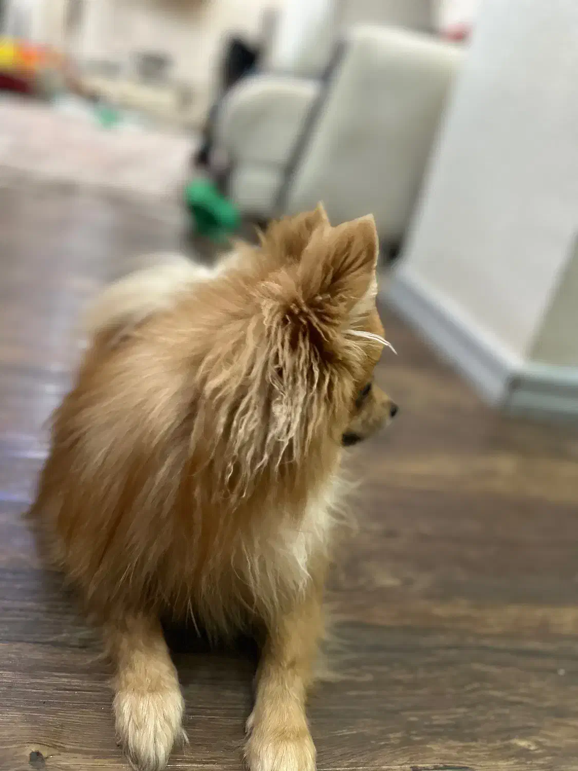 پامرانین|سگ|شاهین‌شهر, خانه کارگر|دیوار