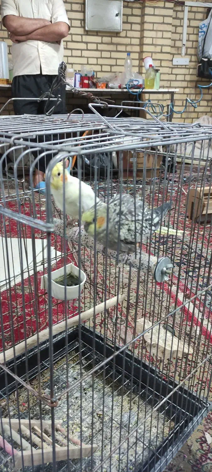 دو عدد عروس هلندی|پرنده|محمدشهر, شهرک چمران|دیوار