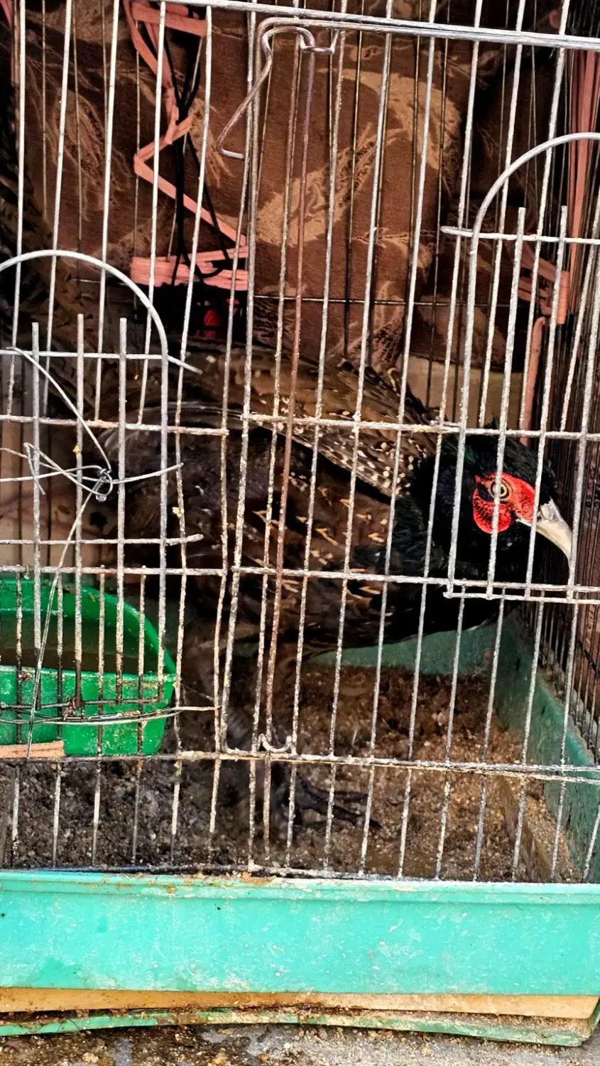 طاووس کفتر زینتی|پرنده|اسلامشهر, شهرک امام حسین (میان آباد)|دیوار