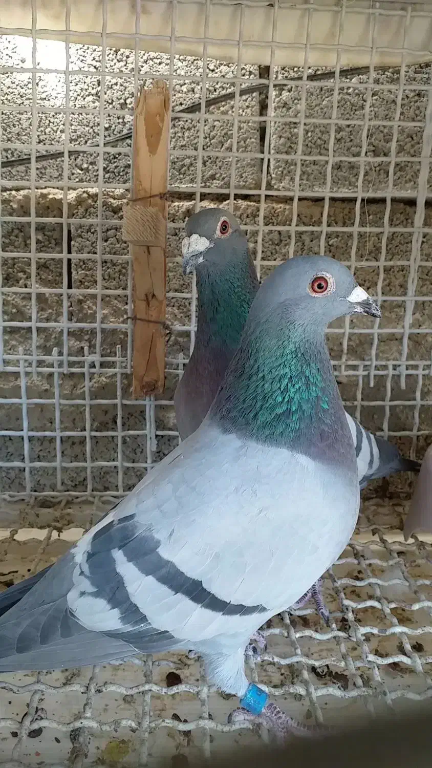 کبوتر پلاکی مسافت بلند|پرنده|جهرم, |دیوار