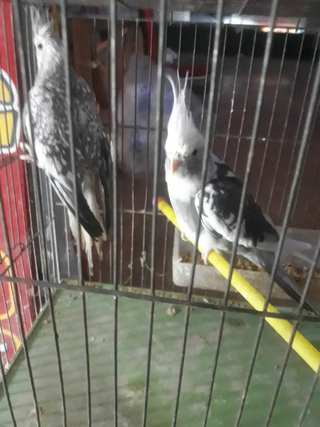 عروس گمشده|حیوانات|صومعه‌سرا, |دیوار