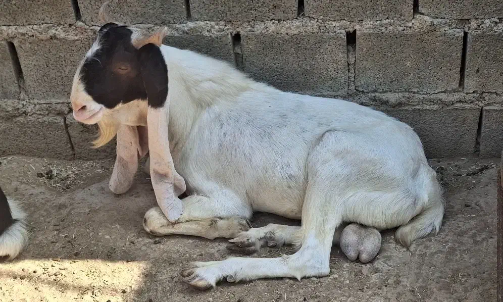 پازن گلابی|حیوانات مزرعه|بندر گناوه, |دیوار