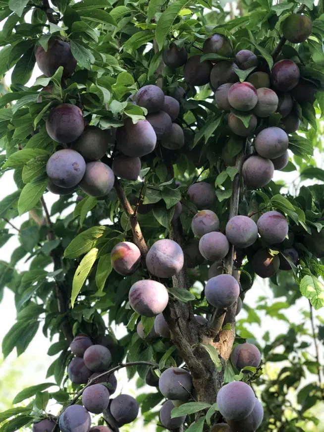 نهال دوساله دسته بیلی و دسته طی|گل و گیاه طبیعی|میاندوآب, |دیوار