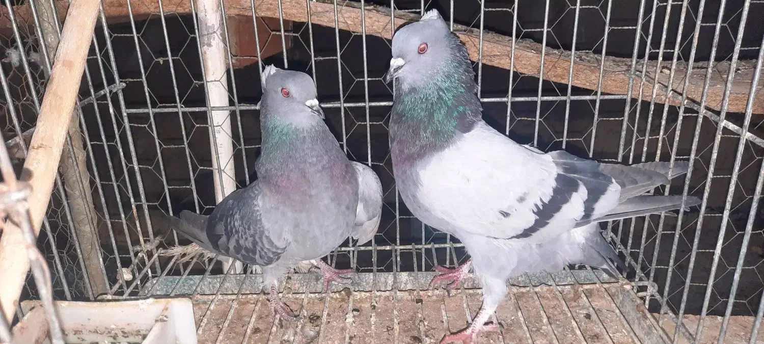 نروماده|پرنده|اردکان, |دیوار