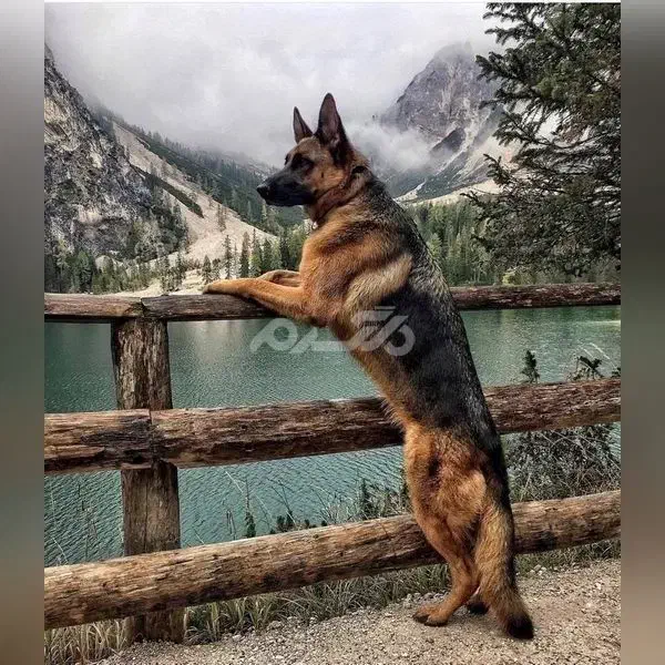 یک عدد سگ ژرمن پیدا شده|حیوانات|بندرعباس, |دیوار