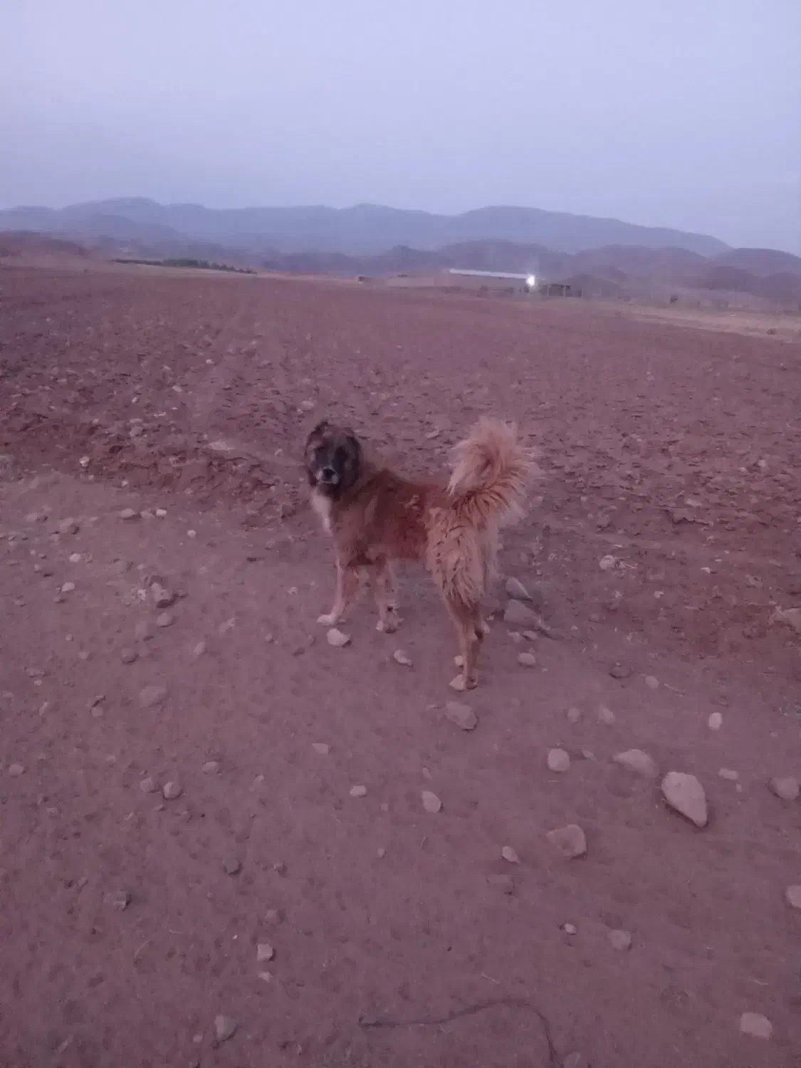 ماکو|سگ|ماکو, |دیوار