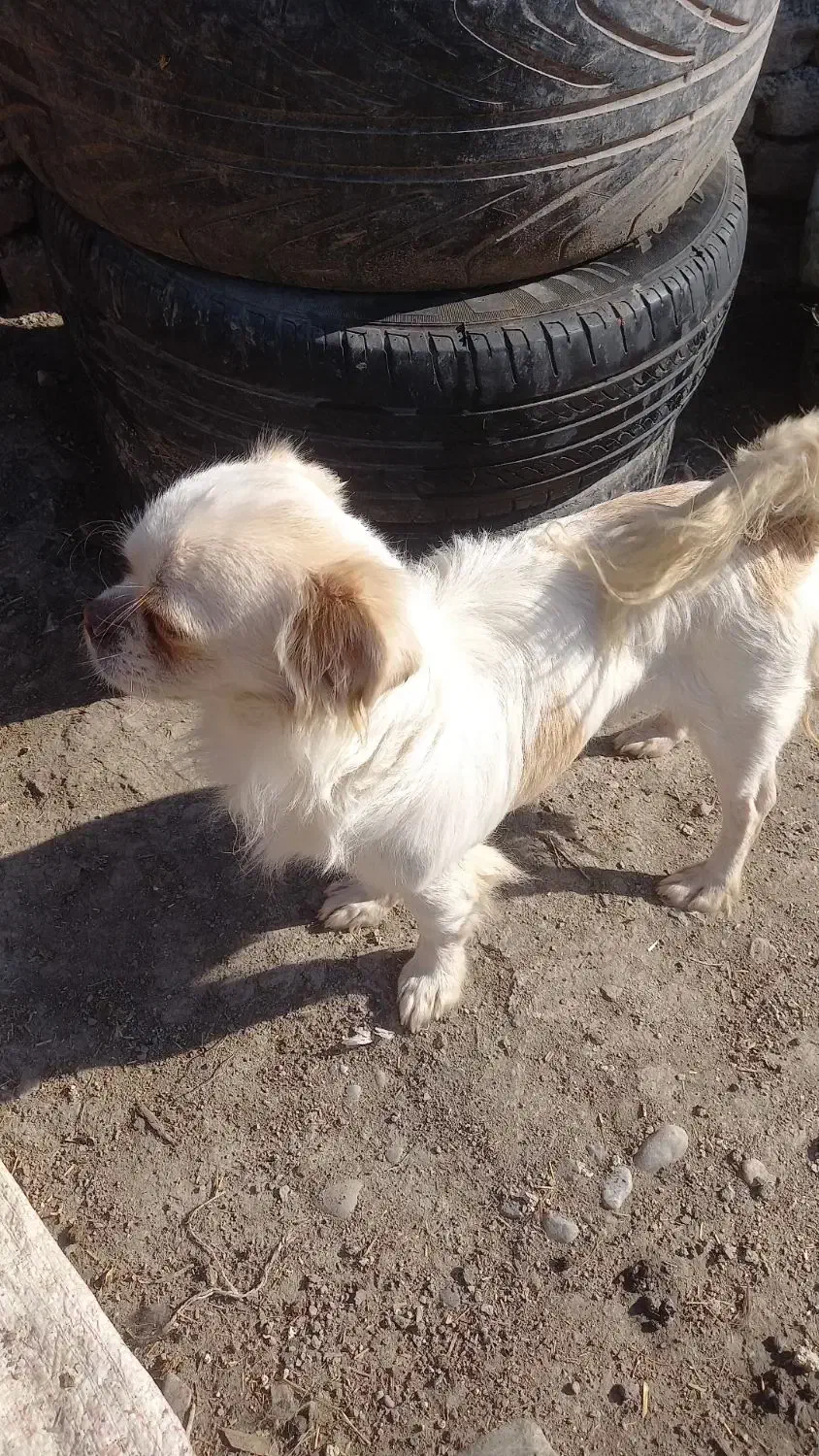 سگ پاکوتا شیتزو|سگ|گرگان, |دیوار