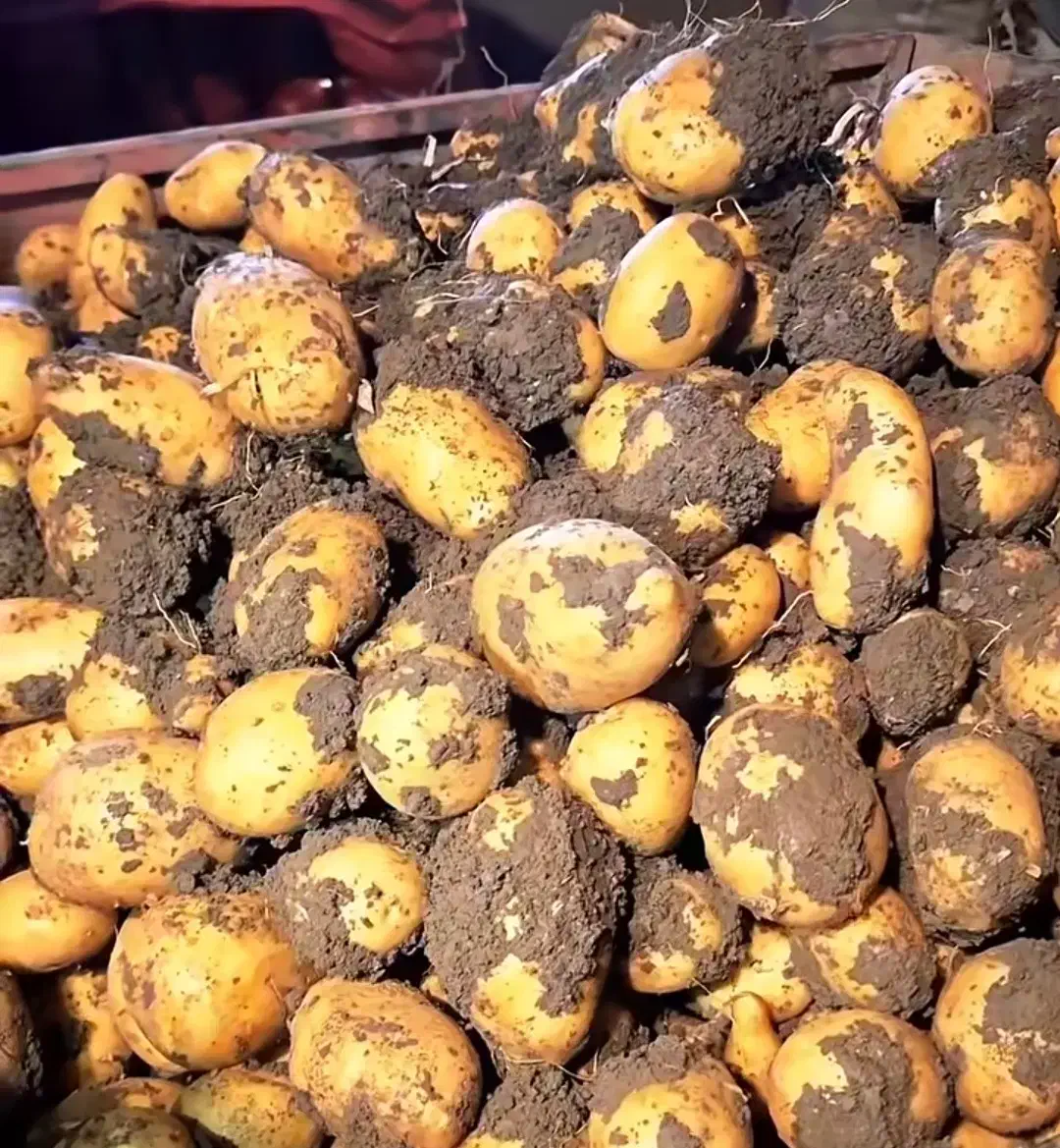 سیبزمینیجلی|عمدهفروشی|دوتپه, |دیوار