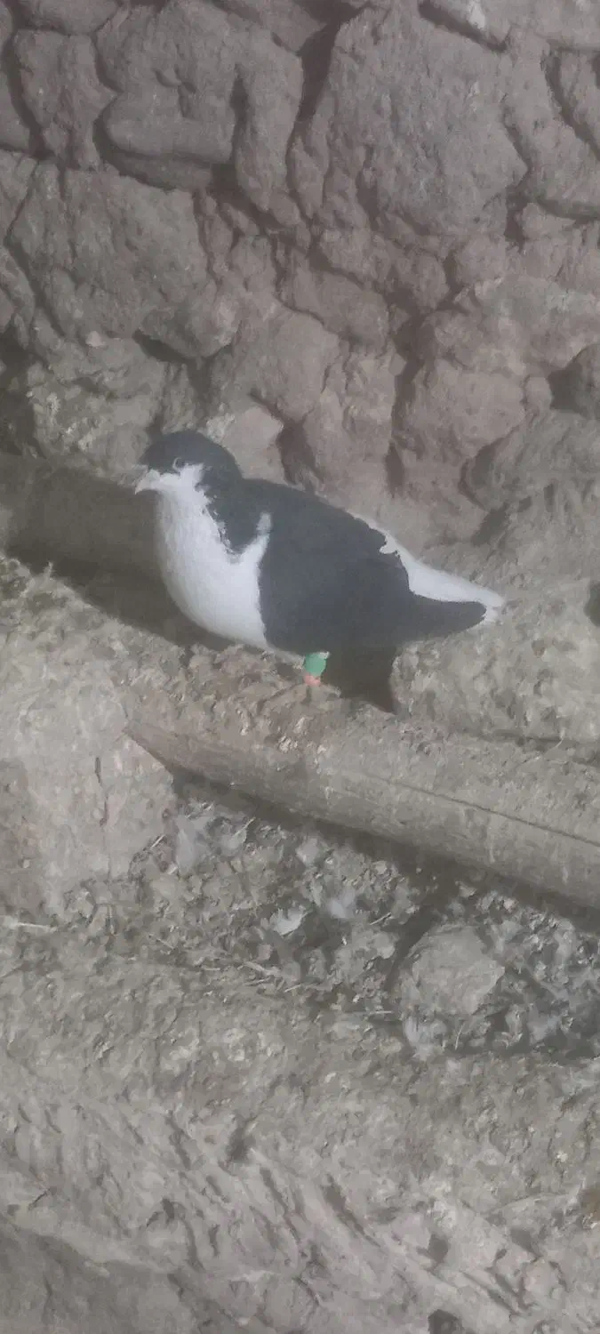 چند عدد خوشرنگ|پرنده|خرمدشت, |دیوار