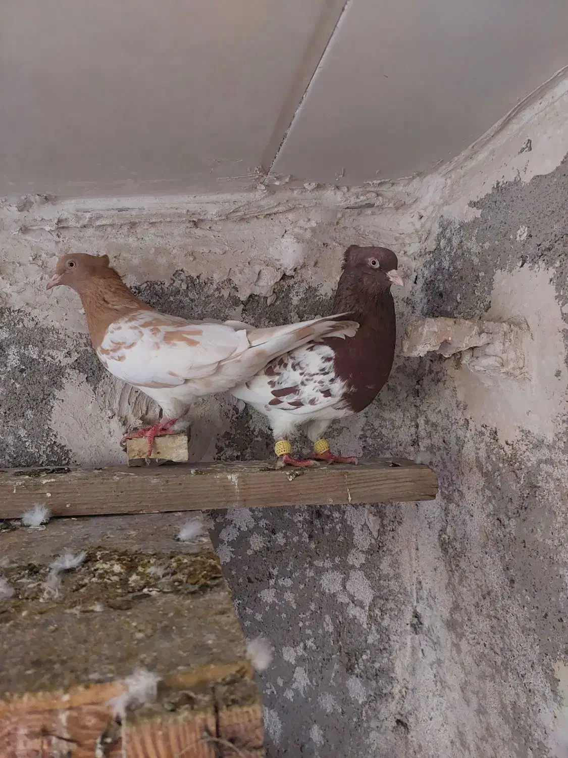 کله رنگه|پرنده|مشهد, مهدی آباد|دیوار