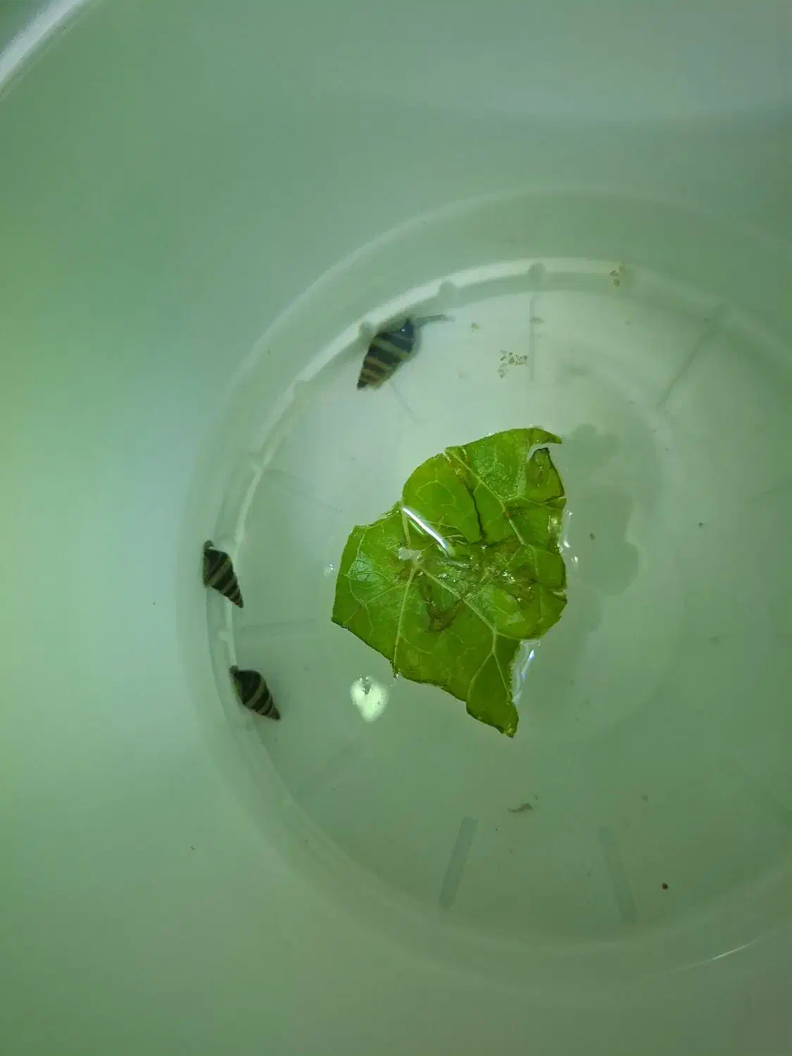 ۳ عدد حلزون کیلر|ماهی|اردبیل, |دیوار