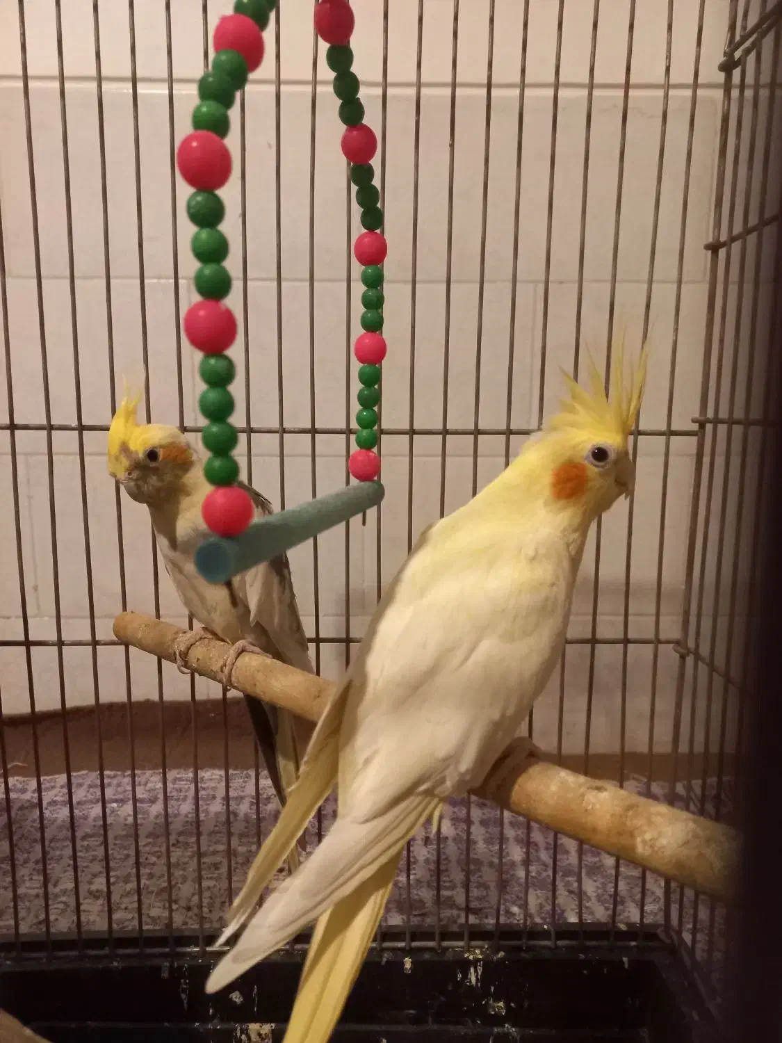 یک جفت عروس هلندی|پرنده|حمیدیا, |دیوار