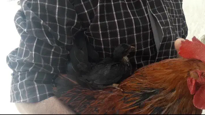 قبول سرپرستی رایگان مرغ و خروس و جوجه|حیوانات مزرعه|بومهن, |دیوار