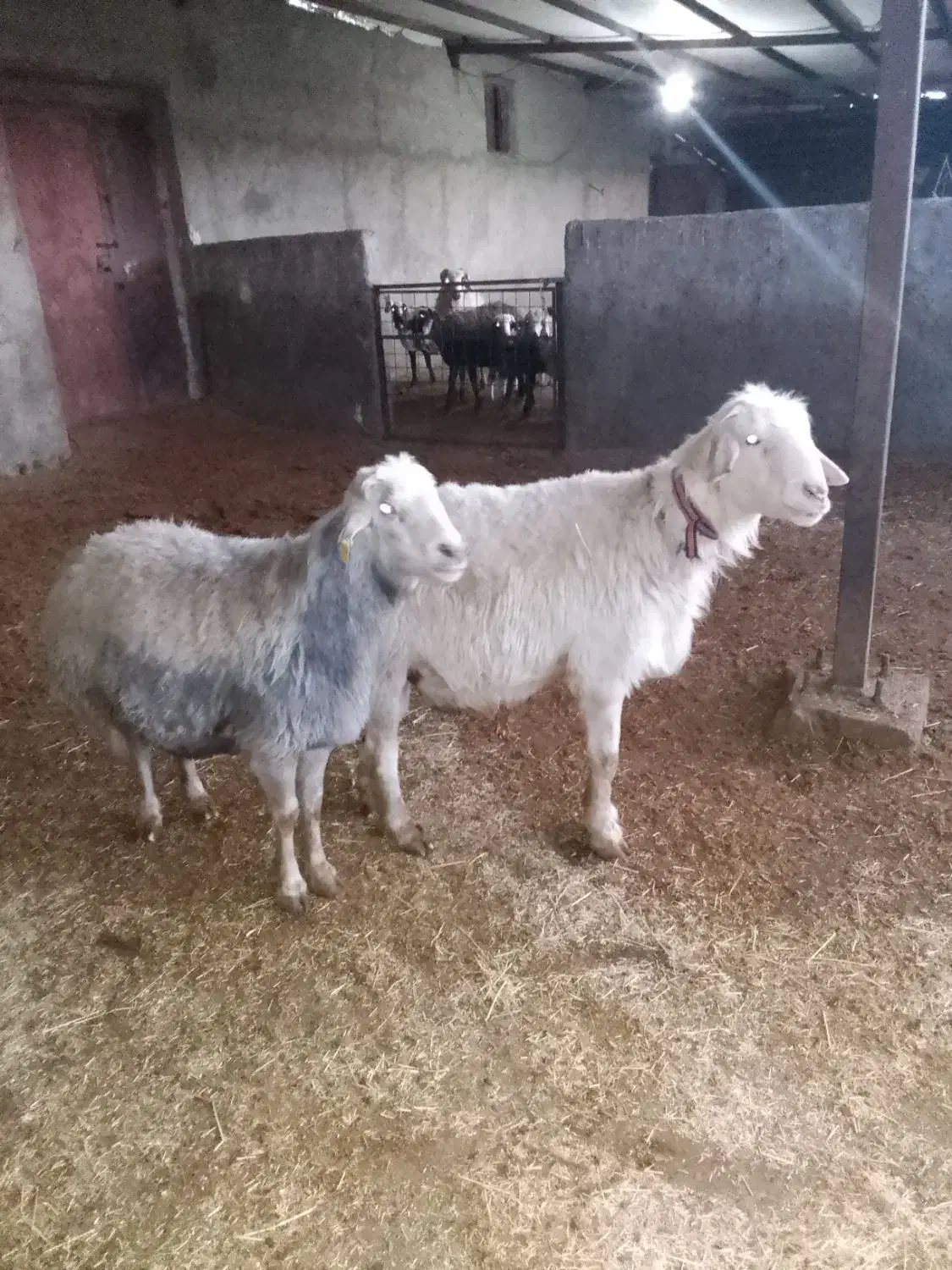 گوسفند|حیوانات مزرعه|باوی, |دیوار