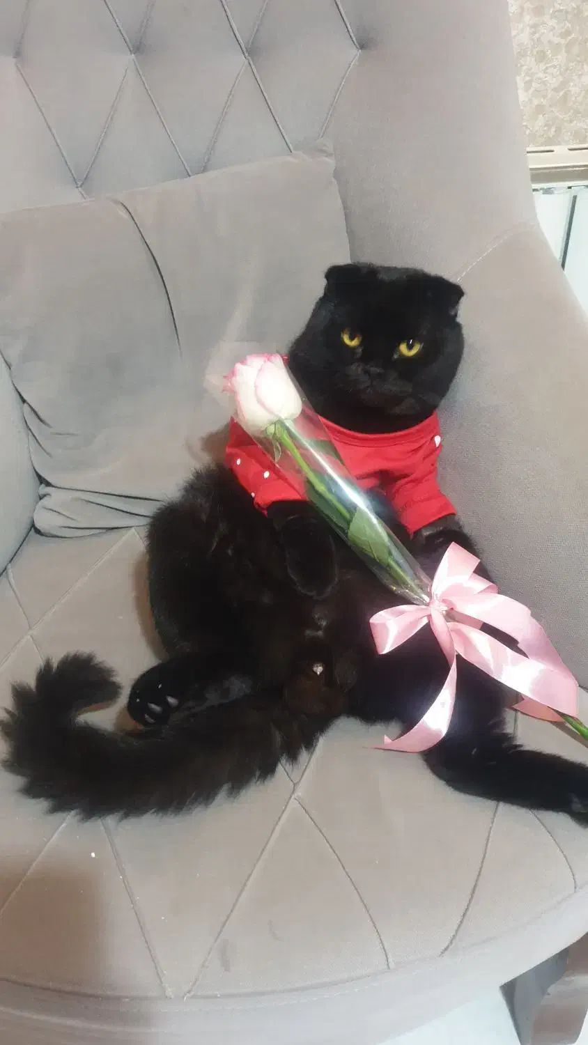 گربه اسکاتیش نرخالص|گربه|گرگان, |دیوار